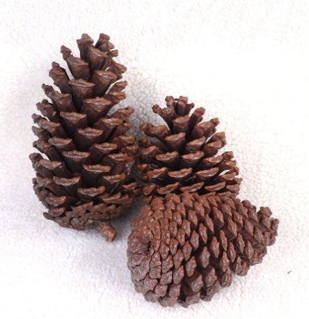 8-10cm USA Pine (pc) Hanging Sign